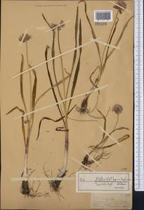 Allium platyspathum Schrenk, Middle Asia, Dzungarian Alatau & Tarbagatai (M5) (Kazakhstan)