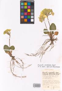 Primula cordifolia Rupr., Caucasus, Dagestan (K2) (Russia)