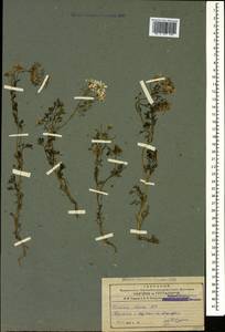 Scandix iberica M.Bieb., Caucasus, Armenia (K5) (Armenia)