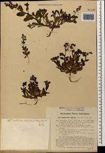 Suchtelenia calycina (C. A. Mey.) A. DC., Caucasus, Azerbaijan (K6) (Azerbaijan)