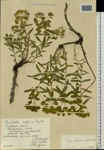 Euphorbia glareosa Pall. ex M.Bieb., Eastern Europe, Middle Volga region (E8) (Russia)