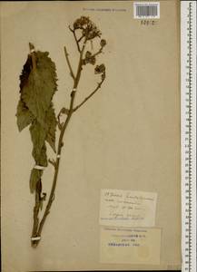 Crepis pannonica (Jacq.) C. Koch, Caucasus, Krasnodar Krai & Adygea (K1a) (Russia)
