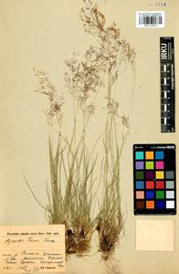Agrostis vinealis Schreb., Siberia, Baikal & Transbaikal region (S4) (Russia)