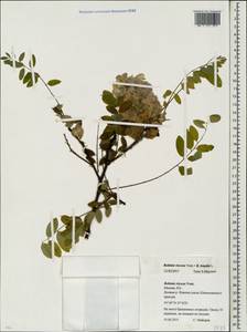 Robinia viscosa × hispida, Eastern Europe, Moscow region (E4a) (Russia)