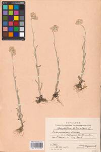 Helichrysum luteoalbum (L.) Rchb., Eastern Europe, West Ukrainian region (E13) (Ukraine)