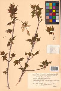 Acer barbinerve Maxim., Siberia, Russian Far East (S6) (Russia)