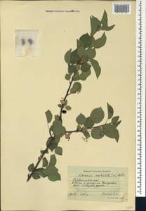 Prunus mahaleb L., Caucasus, Stavropol Krai, Karachay-Cherkessia & Kabardino-Balkaria (K1b) (Russia)