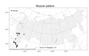 Muscari pallens (M.Bieb.) Fisch., Atlas of the Russian Flora (FLORUS) (Russia)