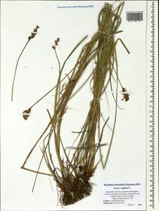 Carex vulpina L., Eastern Europe, North-Western region (E2) (Russia)