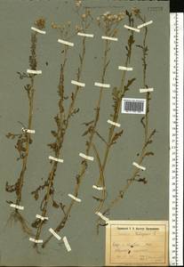 Senecio vulgaris L., Eastern Europe, North Ukrainian region (E11) (Ukraine)