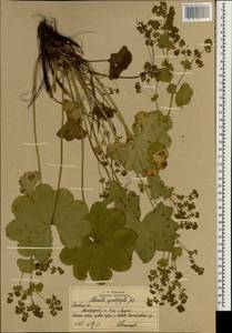 Alchemilla sarmatica Juz., Eastern Europe, Moscow region (E4a) (Russia)