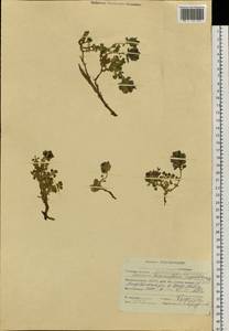 Dracocephalum origanoides Steph. ex Willd., Siberia, Altai & Sayany Mountains (S2) (Russia)