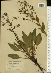 Rindera tetraspis (Pall.) L'Hér. ex DC. & A. DC., Eastern Europe, Lower Volga region (E9) (Russia)