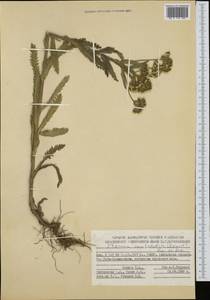 Achillea alpina subsp. camtschatica (Heimerl) Kitam., Siberia, Chukotka & Kamchatka (S7) (Russia)