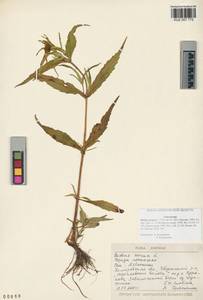 Bidens cernua L., Siberia, Altai & Sayany Mountains (S2) (Russia)