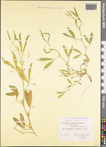 Lathyrus hirsutus L., Caucasus, Black Sea Shore (from Novorossiysk to Adler) (K3) (Russia)