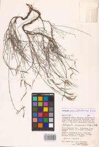 Astragalus pseudotataricus Boriss., Eastern Europe, Lower Volga region (E9) (Russia)