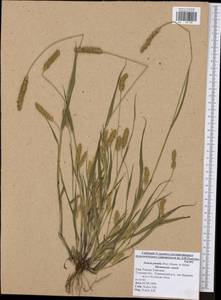 Setaria pumila (Poir.) Roem. & Schult., Eastern Europe, Central region (E4) (Russia)