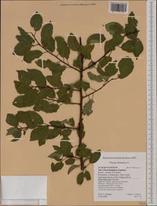 Prunus domestica L., Western Europe (EUR) (United Kingdom)