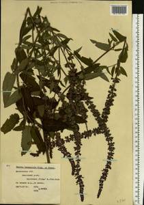 Salvia nemorosa subsp. pseudosylvestris (Stapf) Bornm., Eastern Europe, Moscow region (E4a) (Russia)