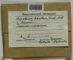 Pleurozium schreberi (Willd. ex Brid.) Mitt., Bryophytes, Bryophytes - Karelia, Leningrad & Murmansk Oblasts (B4) (Russia)