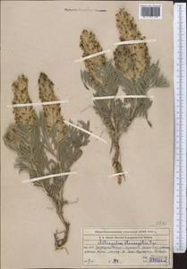 Astragalus stenocystis Bunge, Middle Asia, Western Tian Shan & Karatau (M3) (Kazakhstan)