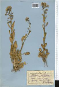 Barbarea vulgaris (L.) W.T. Aiton, Middle Asia, Western Tian Shan & Karatau (M3) (Kazakhstan)