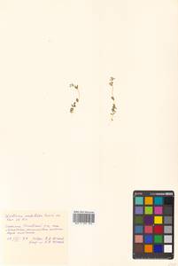 Stellaria irrigua Bunge, Siberia, Russian Far East (S6) (Russia)