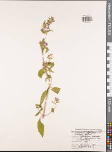 Galeopsis bifida Boenn., Eastern Europe, Central region (E4) (Russia)