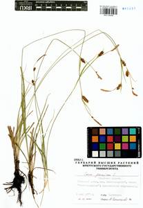 Carex panicea L., Siberia, Baikal & Transbaikal region (S4) (Russia)