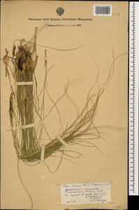 Stipa pennata L., Caucasus, Armenia (K5) (Armenia)