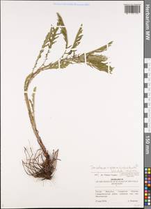 Jacobaea erucifolia subsp. grandidentata (Ledeb.) V. V. Fateryga & Fateryga, Eastern Europe, Middle Volga region (E8) (Russia)