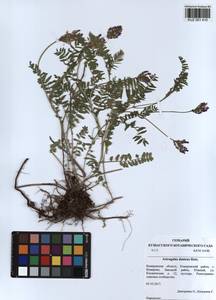 KUZ 001 410, Astragalus danicus Retz., Siberia, Altai & Sayany Mountains (S2) (Russia)