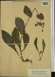 Hieracium amplexicaule L., Western Europe (EUR) (Austria)