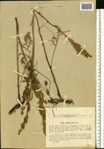 Artemisia latifolia Ledeb., Eastern Europe, Eastern region (E10) (Russia)