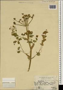 Heracleum pastinacifolium K.Koch, South Asia, South Asia (Asia outside ex-Soviet states and Mongolia) (ASIA) (Iran)