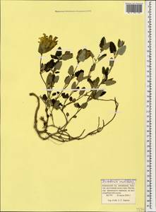 Scutellaria orientalis L., Caucasus, Krasnodar Krai & Adygea (K1a) (Russia)