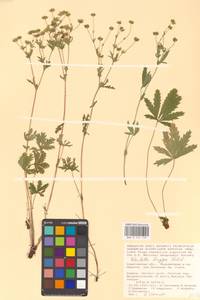 Potentilla longipes Ledeb., Eastern Europe, Lower Volga region (E9) (Russia)
