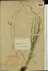 Carex spicata subsp. spicata, Eastern Europe, Central forest region (E5) (Russia)