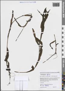 Potamogeton alpinus Balb., Siberia, Baikal & Transbaikal region (S4) (Russia)