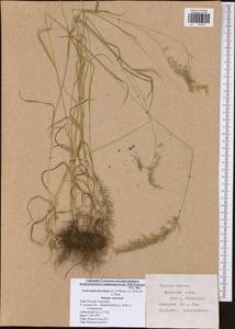 Arrhenatherum elatius (L.) P.Beauv. ex J.Presl & C.Presl., Eastern Europe, Central region (E4) (Russia)