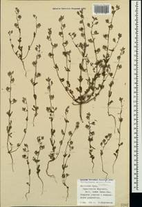 Helianthemum salicifolium (L.) Miller, Crimea (KRYM) (Russia)