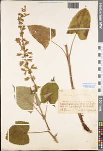 Salvia glutinosa L., Eastern Europe, Eastern region (E10) (Russia)