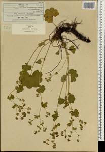 Alchemilla sarmatica Juz., Eastern Europe, Moscow region (E4a) (Russia)