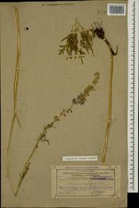 Delphinium freynii Conrath, Caucasus, Armenia (K5) (Armenia)