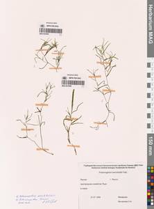 Potamogeton friesii Rupr., Siberia, Yakutia (S5) (Russia)