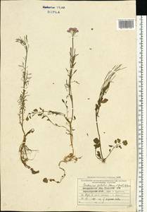 Cardamine pratensis subsp. dentata (Schult.) Celak., Eastern Europe, West Ukrainian region (E13) (Ukraine)