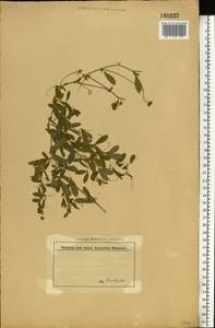 Lathyrus tuberosus L., Eastern Europe (no precise locality) (E0) (Not classified)