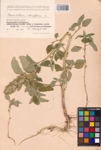 Amaranthus retroflexus L., Eastern Europe, Lower Volga region (E9) (Russia)