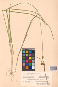 Carex flava L., Eastern Europe, Western region (E3) (Russia)